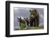 Brown Bear and Cubs-Art Wolfe-Framed Photographic Print