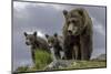 Brown Bear and Cubs-Art Wolfe-Mounted Photographic Print