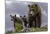 Brown Bear and Cubs-Art Wolfe-Mounted Photographic Print