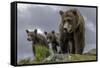 Brown Bear and Cubs-Art Wolfe-Framed Stretched Canvas