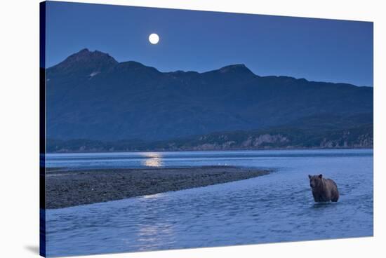 Brown Bear and Full Moon, Katmai National Park, Alaska-Paul Souders-Stretched Canvas