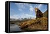 Brown Bear and Mountains, Katmai National Park, Alaska-Paul Souders-Framed Stretched Canvas