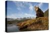 Brown Bear and Mountains, Katmai National Park, Alaska-Paul Souders-Stretched Canvas