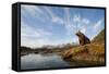 Brown Bear and Mountains, Katmai National Park, Alaska-null-Framed Stretched Canvas