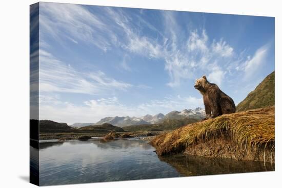 Brown Bear and Mountains, Katmai National Park, Alaska-null-Stretched Canvas