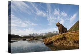 Brown Bear and Mountains, Katmai National Park, Alaska-null-Stretched Canvas