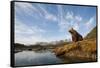 Brown Bear and Mountains, Katmai National Park, Alaska-null-Framed Stretched Canvas