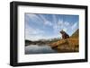 Brown Bear and Mountains, Katmai National Park, Alaska-null-Framed Photographic Print