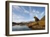 Brown Bear and Mountains, Katmai National Park, Alaska-null-Framed Photographic Print