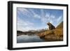 Brown Bear and Mountains, Katmai National Park, Alaska-null-Framed Photographic Print