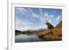 Brown Bear and Mountains, Katmai National Park, Alaska-null-Framed Photographic Print