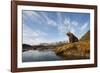 Brown Bear and Mountains, Katmai National Park, Alaska-null-Framed Photographic Print