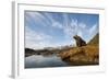 Brown Bear and Mountains, Katmai National Park, Alaska-null-Framed Photographic Print