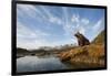 Brown Bear and Mountains, Katmai National Park, Alaska-null-Framed Photographic Print