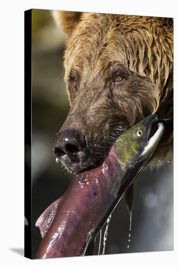 Brown Bear and Salmon, Katmai National Park, Alaska-null-Stretched Canvas