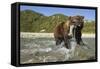 Brown Bear and Salmon, Katmai National Park, Alaska-Paul Souders-Framed Stretched Canvas