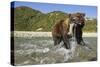 Brown Bear and Salmon, Katmai National Park, Alaska-Paul Souders-Stretched Canvas