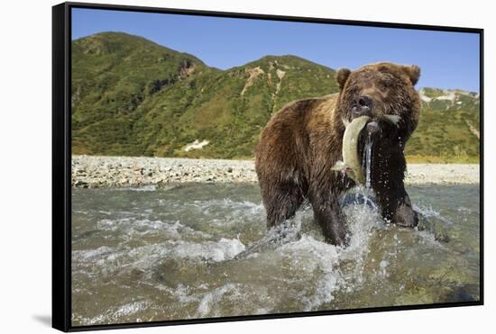 Brown Bear and Salmon, Katmai National Park, Alaska-Paul Souders-Framed Stretched Canvas