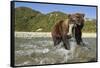 Brown Bear and Salmon, Katmai National Park, Alaska-Paul Souders-Framed Stretched Canvas