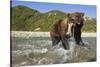 Brown Bear and Salmon, Katmai National Park, Alaska-Paul Souders-Stretched Canvas