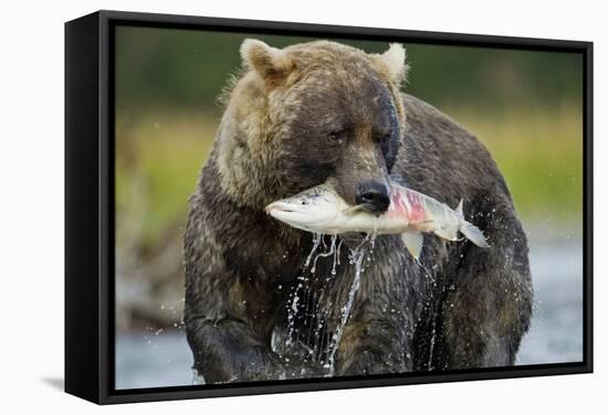 Brown Bear and Salmon, Katmai National Park, Alaska-Paul Souders-Framed Stretched Canvas