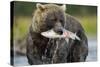 Brown Bear and Salmon, Katmai National Park, Alaska-Paul Souders-Stretched Canvas