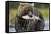 Brown Bear and Salmon, Katmai National Park, Alaska-Paul Souders-Framed Stretched Canvas