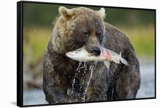 Brown Bear and Salmon, Katmai National Park, Alaska-Paul Souders-Framed Stretched Canvas