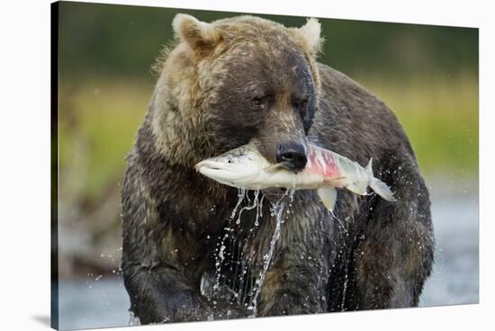 Brown Bear and Salmon, Katmai National Park, Alaska-Paul Souders-Stretched Canvas