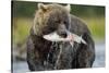 Brown Bear and Salmon, Katmai National Park, Alaska-Paul Souders-Stretched Canvas