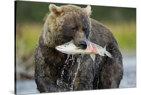 Brown Bear and Salmon, Katmai National Park, Alaska-Paul Souders-Stretched Canvas