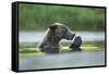 Brown Bear and Salmon, Katmai National Park, Alaska-Paul Souders-Framed Stretched Canvas