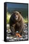 Brown Bear and Salmon, Katmai National Park, Alaska-Paul Souders-Framed Stretched Canvas