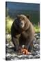 Brown Bear and Salmon, Katmai National Park, Alaska-Paul Souders-Stretched Canvas