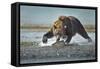 Brown Bear and Salmon, Katmai National Park, Alaska-Paul Souders-Framed Stretched Canvas