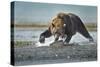 Brown Bear and Salmon, Katmai National Park, Alaska-Paul Souders-Stretched Canvas