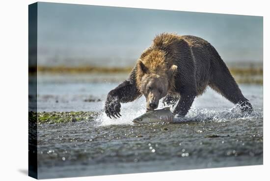 Brown Bear and Salmon, Katmai National Park, Alaska-Paul Souders-Stretched Canvas