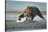 Brown Bear and Salmon, Katmai National Park, Alaska-Paul Souders-Stretched Canvas