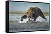 Brown Bear and Salmon, Katmai National Park, Alaska-Paul Souders-Framed Stretched Canvas