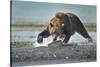 Brown Bear and Salmon, Katmai National Park, Alaska-Paul Souders-Stretched Canvas