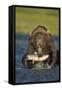 Brown Bear and Salmon, Katmai National Park, Alaska-Paul Souders-Framed Stretched Canvas