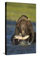 Brown Bear and Salmon, Katmai National Park, Alaska-Paul Souders-Stretched Canvas