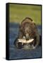 Brown Bear and Salmon, Katmai National Park, Alaska-Paul Souders-Framed Stretched Canvas