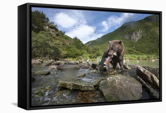 Brown Bear and Salmon, Katmai National Park, Alaska-Paul Souders-Framed Stretched Canvas