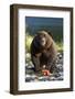 Brown Bear and Salmon, Katmai National Park, Alaska-Paul Souders-Framed Photographic Print