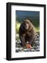 Brown Bear and Salmon, Katmai National Park, Alaska-Paul Souders-Framed Photographic Print