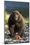 Brown Bear and Salmon, Katmai National Park, Alaska-Paul Souders-Mounted Photographic Print