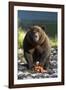 Brown Bear and Salmon, Katmai National Park, Alaska-Paul Souders-Framed Photographic Print