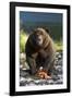 Brown Bear and Salmon, Katmai National Park, Alaska-Paul Souders-Framed Photographic Print