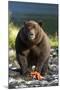 Brown Bear and Salmon, Katmai National Park, Alaska-Paul Souders-Mounted Photographic Print